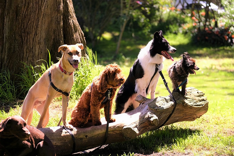 ryslipgroupltd dog care for home moves with bts removals
